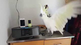 Best Parrot Dance EVER  🕊 Cacatua Cockatoo Dancing What Is Love [upl. by Arhna]