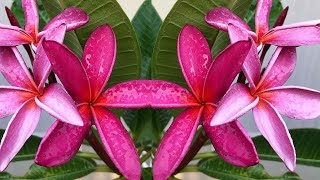 PLUMERIA Plant Care Watering Tips How amp When to Water PLUMERIAS  Growing Frangipani [upl. by Itnahsa]