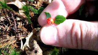 Wild Foraging Series  The Partridgeberry or Squaw Vine [upl. by Renae]