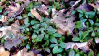 Wintergreen Herbal Medicine [upl. by Cross]