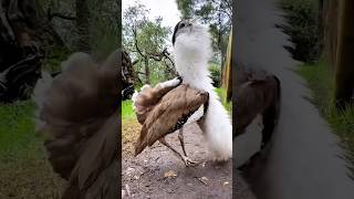 The Australian bustard is a large grounddwelling bird that is common in grassland woodland [upl. by Ade]