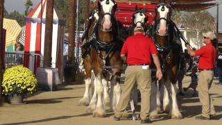 Budweiser Clydesdales  Getting Parade Ready [upl. by Aicargatla]