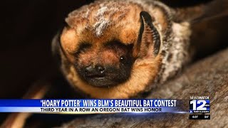 Oregon bat wins Bat Beauty Contest [upl. by Haymes]