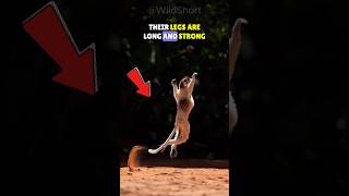 The Jumping Lemur  Sifaka Lemur🐒 shorts shortfeed [upl. by Etiam]