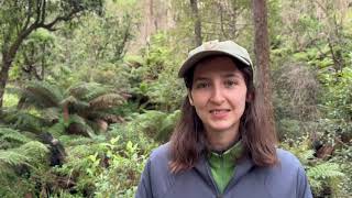 Finding forest refugia in Glenbog [upl. by Ameer]