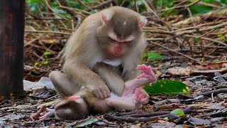 Awe why mother drop baby on the grown like that Feeling pity reaction of baby monkey [upl. by Lesly237]