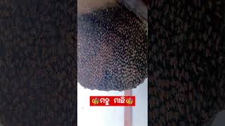 କେତେ ବଡ଼ ମହୁ 🐝 ବସା 🥺 pagala bhanra shorts ytshorts youtubeshorts shortvideo viralvideo love 🥰 [upl. by Bowerman]