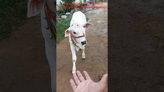 ధీర dheera dheeravlogs cow bull viral trending [upl. by Arikehs]