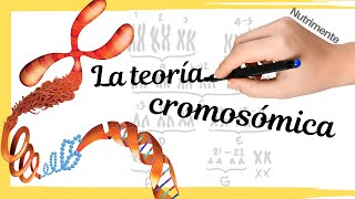 La Teoría Cromosómica de la Herencia [upl. by Ennovahs]