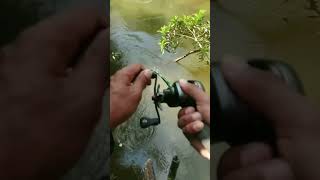 Câu cá lóc  Cận cảnh cá táp ngay sát bờ giaitribinhthuan fishing cauca câulure [upl. by Darken]