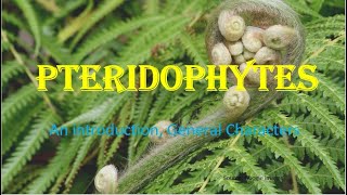 Pteridophytes  Vascular cryptogams An Introduction General Characters HPU BSc 1st Year [upl. by Norraf]