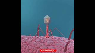 Lifecycle of Bacteriophage Virus  Lytic Cycle [upl. by Adyl]