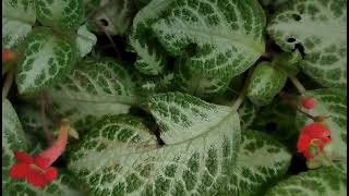 Episcia cupreata Flame violet [upl. by Ettenej819]