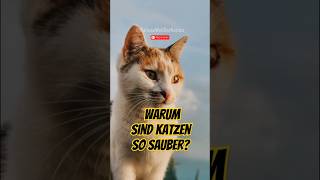 Die erstaunliche Reinheit unserer geliebten Katzen [upl. by Wengert]