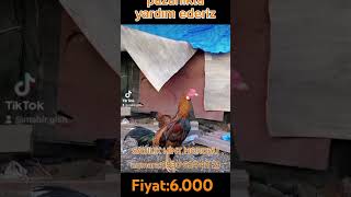 Fiyat6000 pazarlama da yardım ederiz yerfatihistanbulbirds hinthoroz [upl. by Ahsehat]