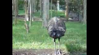 Emu at Blackbutt Reserve Newcastle Australia [upl. by Pyotr]