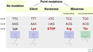 Missense Mutation  Point Mutations [upl. by Petrina160]