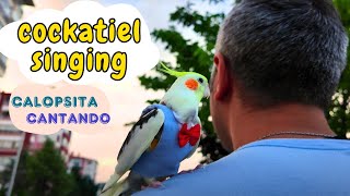 Best Cockatiel singing collection 2 hours 4K video Background [upl. by Alcina97]