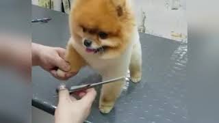 Süs köpeği boo pomeranian [upl. by Benito]