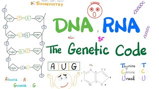 DNA RNA mRNA tRNA rRNA and the Genetic Code  Molecular Biology [upl. by Garcia]