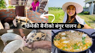 छिमेकी बैनीको बंगुर पालन💰🐖PIG RAISING amp CHICKEN RAISING to earning 💴HOT amp SPICY noodles🍝GODAWORI [upl. by Lynne]