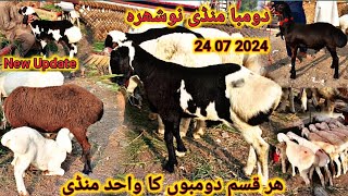 Nowshera Peshawar Dumba market Latest Update 24 July 2024 ll Hubsurat Dumbo Ki Wahid Mandi [upl. by Tnaryb]