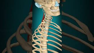 Spinalis capitis muscle action Vertebral column Lateral flexion muscle anatomy [upl. by Eremaj]