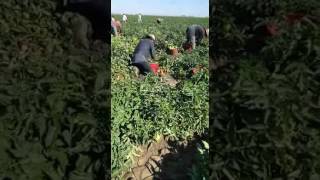 Trabajadores Piscando Tomate  Trabajos de Campo USA [upl. by Seve923]