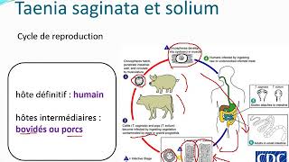 Chapitre 10 Parasitologie partie 31Les cestodes [upl. by Cherilyn]