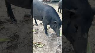 Raising wild boars 🐗 viral viralvideo short shortvideo pig boar pigfarmvideo wildlife [upl. by Rodoeht257]