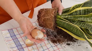 Turn Breakfast Scraps into Plant Power Eggshells for a Thriving Snake Plant [upl. by Leima617]