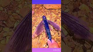 Flying fish 🐟 😍 shorts trendingvideo youtubeshorts [upl. by Lerret188]