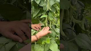 Fasülye tarlası agriculture fasulye beans tarla tarım ziraat çiftçi garden meyve köy [upl. by Jansen]