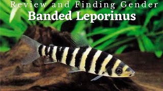 The Unknown Peacefull Giant Fish  Leporinus fasciatus [upl. by Ijar]