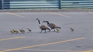 Canada geese family Mothers Day walk [upl. by Normand267]