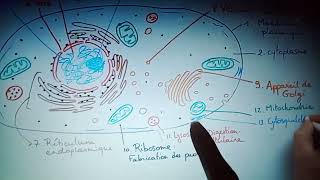 Biologie cellulaire l1 chapitre 1 [upl. by Wertheimer]