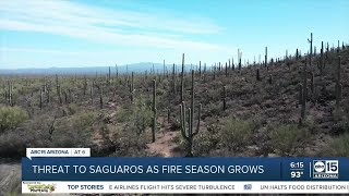 Saguaros and native plants threatened by wildfires and invasive species [upl. by Changaris]