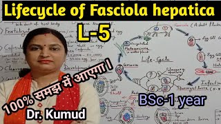 Fasciola hepaticaLifecycle of Fasciola hepaticaLiver FlukeL5BSc1stYearZoologyPGTTGTDrkumud [upl. by Jimmie]