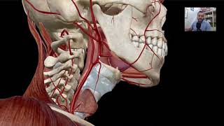 VASCULARIZAÇÃO DO PESCOÇO E CABEÇA  Anatomia do Sistema Cardiovascular [upl. by Htabazile]