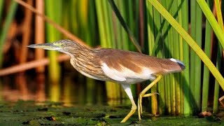 Squacco Heron Birds Hunter Baglah Haunting videos [upl. by Mateya342]