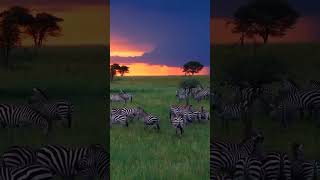 Serengeti National park Tanzania [upl. by Brocky262]