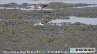 Curlew Sandpiper amp Terek Sandpiper  Chiu S C DSCN7463 [upl. by Helfant252]