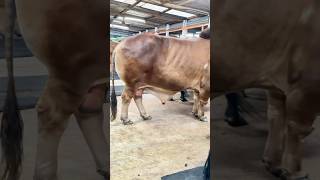 Biggest giant cow of Dhaka agro Farm 2025  Big Big Cow 2025 [upl. by Naletak54]