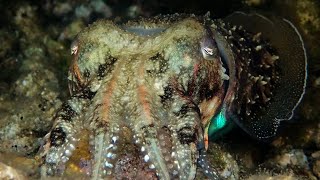 Cuttlefish with large crab prey [upl. by Enirehtak]