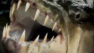 Goliath Tigerfish  River Monsters [upl. by Artamas]