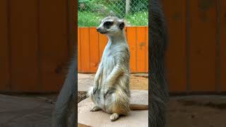 Meerkat  Animals videos  meerkats facts  Jungle ma mangal tv [upl. by Ermengarde]