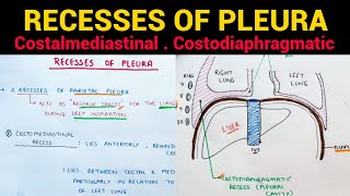 Recesses of Pleura  Pleura Anatomy 35  Thorax Anatomy [upl. by Garihc722]