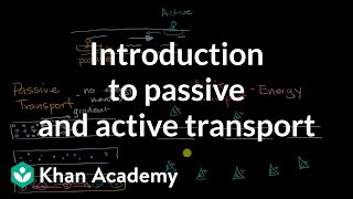 Introduction to passive and active transport  High school biology  Khan Academy [upl. by Fisa391]