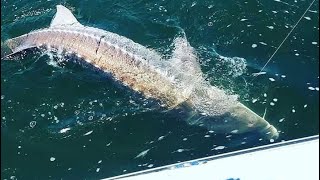 Sturgeon fishing columbia river 2017 [upl. by Donohue]