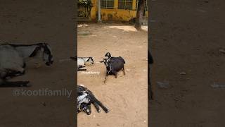 Kooti ku palagaram kuduthachi😃🥰🥰 kootifamily goats goateating asmr tamil [upl. by Karisa]